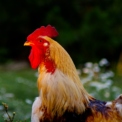 Noitalan kulma